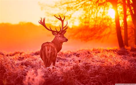 Deer Under The Sunset Warm Forest Grass 4k Hd Desktop
