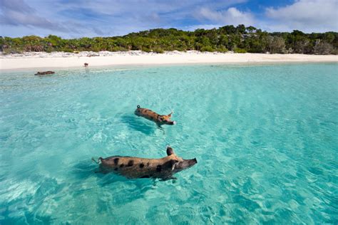 Things You Need To Know About The Bahamas Pigs In Exuma