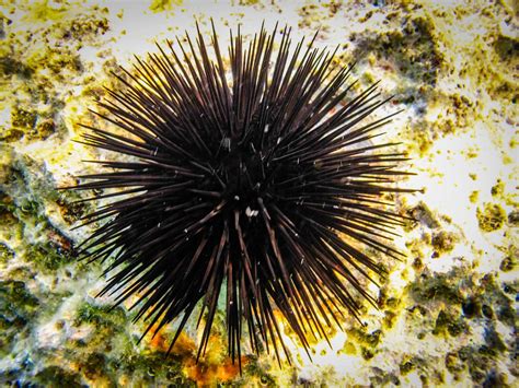 Taste Of The Caribbean Succulent Sea Urchin Martinique