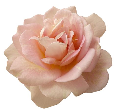 Pink Flowers Garden Roses Pink Rose Png Download 797768 Free