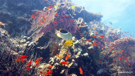 Savusavu Diving In Fijis Vanua Levu And Namena Marine Reserve