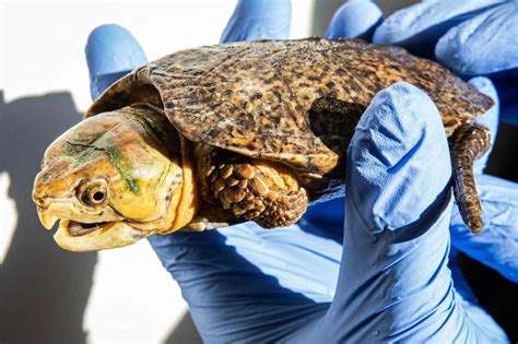 Turtles With Heads Too Big For Their Shells Rescued By London Zoo
