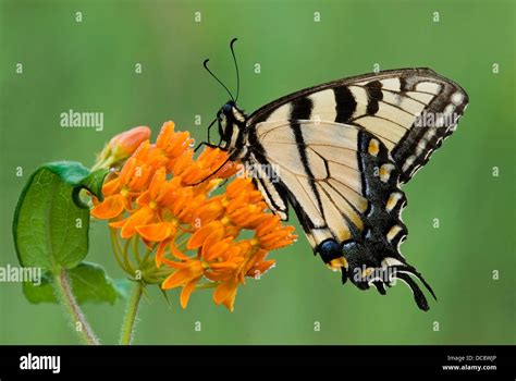 Mariposas de cola de golondrina negras del este fotografías e imágenes