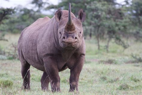 Black tea is made from the leaves of a bush called camellia sinensis. Rhino Conservation and Medicine | Smithsonian's National Zoo