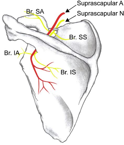 Suprascapular Nerve And Its Branches Of The Left Shoulder Superior