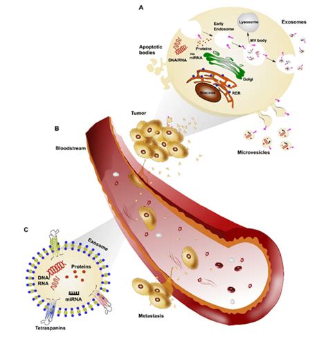 extracellular vesicle ev biogenesis and role in tumor a tumor download scientific diagram