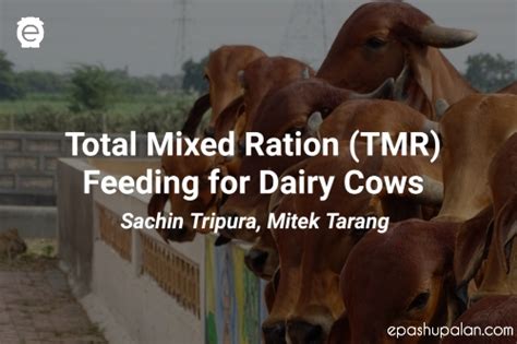 Total Mixed Ration Tmr Feeding For Dairy Cows Epashupalan