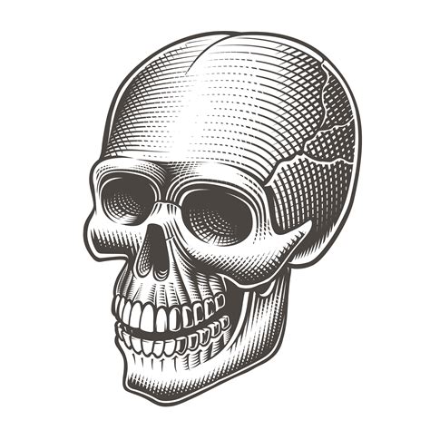 Vector Illustration Of A Black And White Skull 560846 Vector Art At