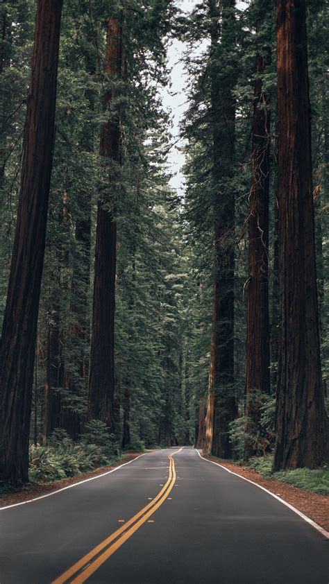 Great Redwoods Wallpapers Top Free Great Redwoods Backgrounds