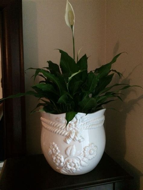Peace Lily In A Beautiful White Planter White Planters Peace Lily