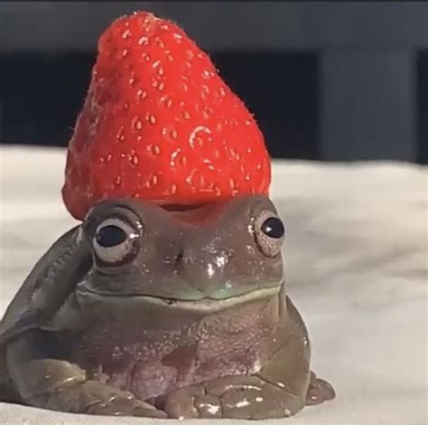 Strawberry Frog Cute Frogs Frog Pictures Cute Animals