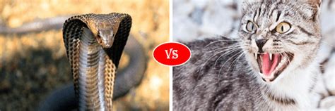 Snake Vs Cat Fight Comparison Who Will Win