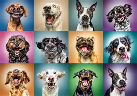 Funny Dog Portraits 1000 Pieces Trefl Puzzle Warehouse