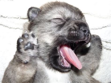 Funny Dog Pictures Yawning Or Laughing