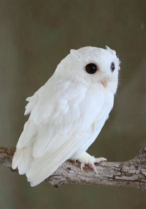 30 Rare Albino Animals You Probably Have Never Seen Before Twblowmymind