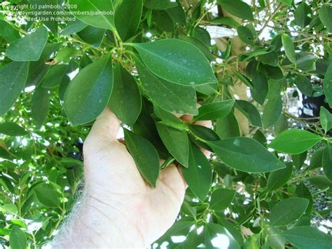 At this moment the home at 101 laurel tree ln is not currently for sale but we have other equally lovely homes in simpsonville listed on realtor.com®. PlantFiles Pictures: Ficus Species, Chinese Banyan, Cuban ...