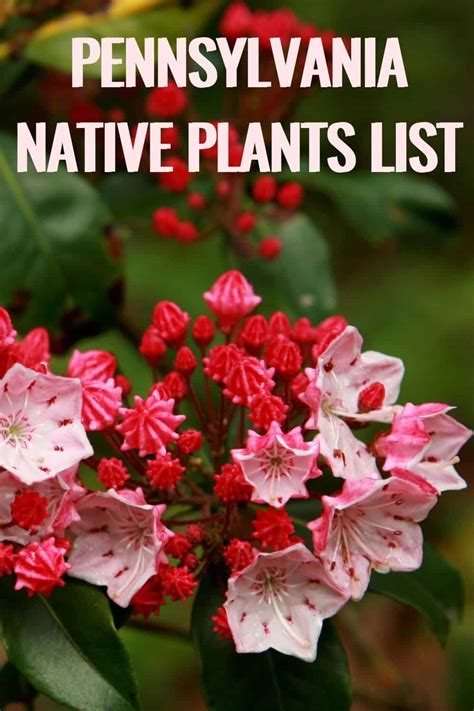 Pennsylvania Native Plants List 17 Amazing Flowers For Your Garden