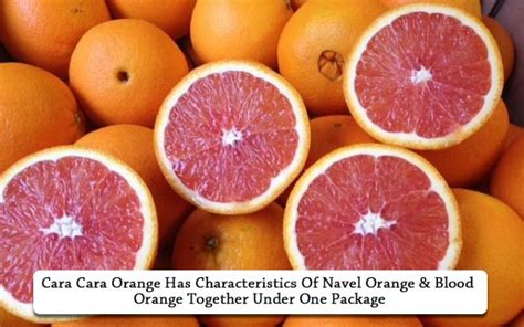 10 Tastiest Orange Types To Eat Raw Cooked Or In Desserts