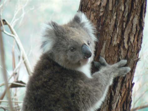 Huge Male Koala Again This Full Size Male Koala Is A Wild Flickr