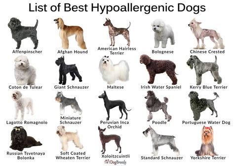 List Of Best Hypoallergenic Dog Breeds Hypoallergenic Dog Breed