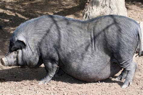 Big Wild Pig Stock Image Image Of Hoar Animal Wild 1450701