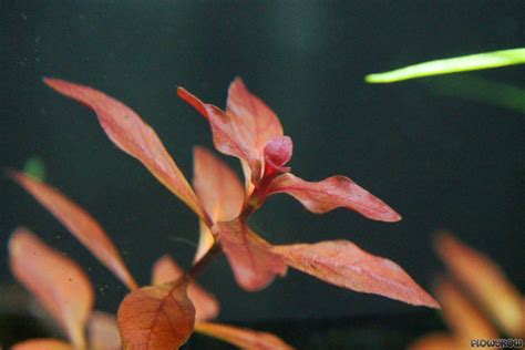 Ludwigia Palustris Super Red Flowgrow Aquatic Plant Database