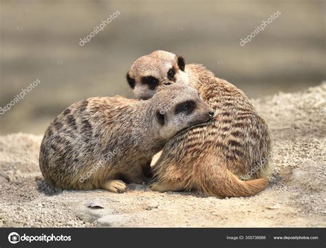 Two Young Meerkats Suricata Suricatta Huddling Each Other Native Africa