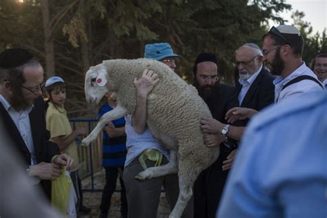 Activists Barred From Sacrificing Sheep Near Temple Mount The Times