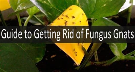 This will kill the fungus and cause the leaf to drop off naturally so that you do not expose the interior of the cactus to additional infection. 5 Best Ways to Get Rid of Fungus Gnats in Your House for ...