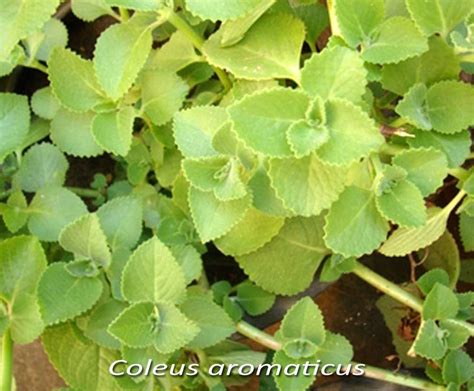 Medicinal Plants: Coleus aromaticus