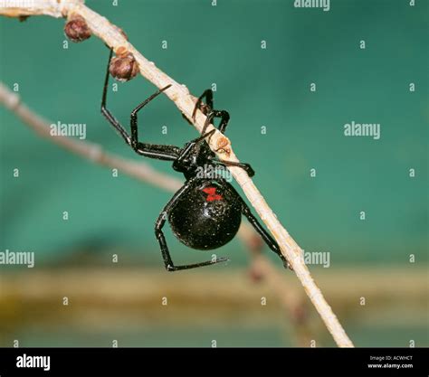 Usa Arkansas Portrait Of A Female Southern Black Widow Spider