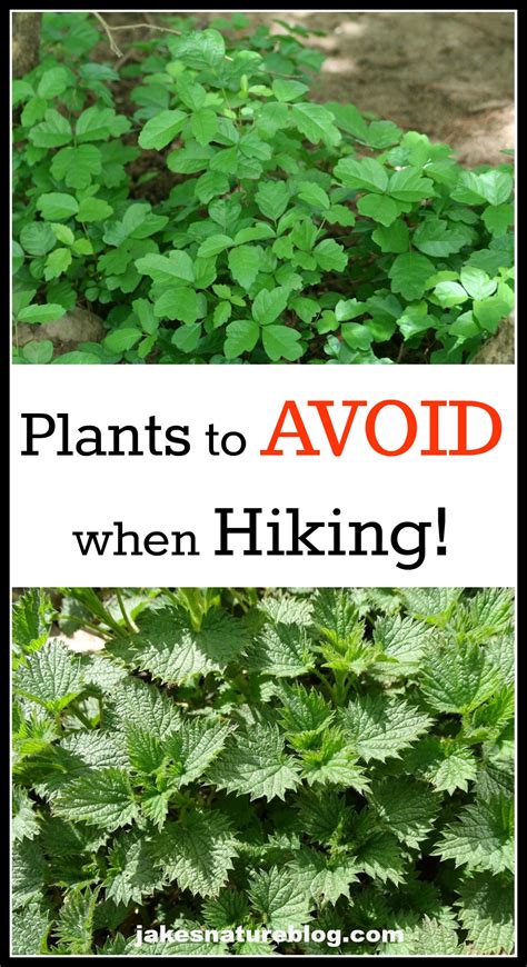 3 Plants To Avoid When Hiking In The Rocky Mountains Jakes Nature Blog