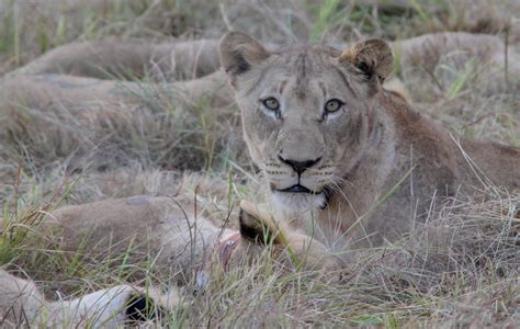Watch: Two Dozen Lions Released in Largest Conservation Transport in ...