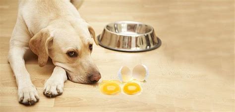 There are two problems with giving your dog raw eggs. Can Dogs Eat Raw Eggs Without Getting Sick? | Daily Dog Stuff