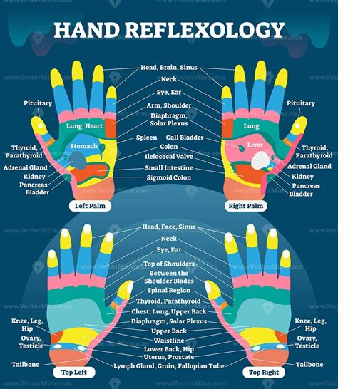 Hand Reflexology Massage Therapy Medical Vector Illustration Chart Vectormine