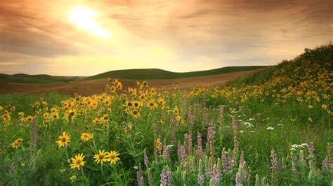 Canadas Beautiful Prairie Grasslands Are Among The Most Endangered