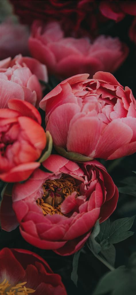 Rosa Bild Pink Flower Iphone X Wallpaper