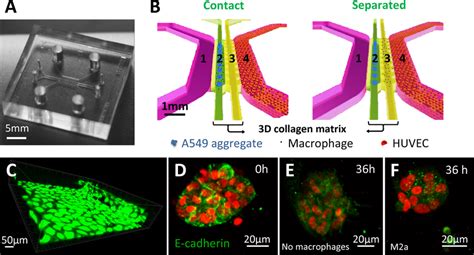 Microfluidic Co Culture Platform To Study The Interactions Between