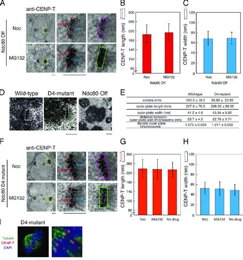 The Proper Binding Of Ndc With The Microtubule Is Essential For The Download Scientific