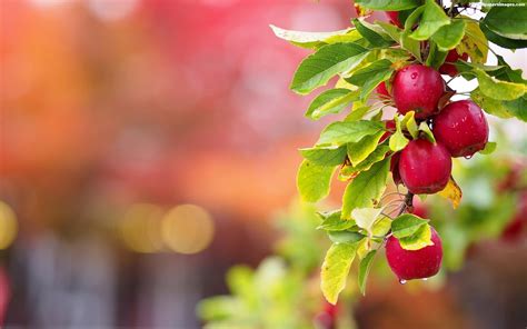 Free Download Images Wallpapers Of Apple Tree In Hd Quality Bscb