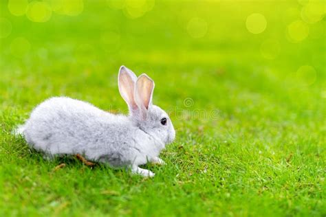 Cute Adorable Grey Fluffy Rabbit Sitting On Green Grass Lawn At