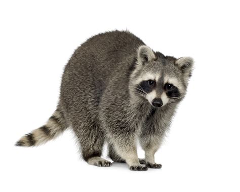 Raccoon Facts History Useful Information And Amazing Pictures