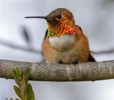 Hummingbirds California Everything You Need To Know Bird Advisors