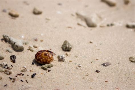Brown Shell On White Sand Beach Small Seashell Tropical Nature Object
