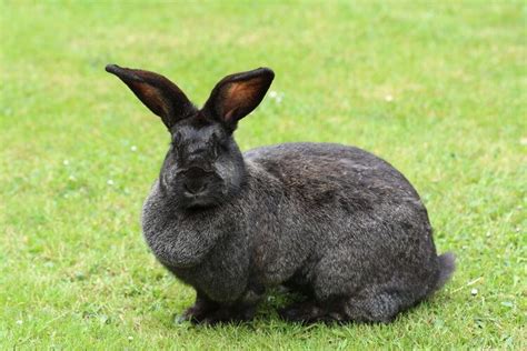 Continental Giant Rabbit Breed Info Pictures Traits And Facts Pet Keen