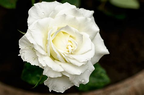 Free Download White Rose Flowers Wallpapers Beautiful Flowers