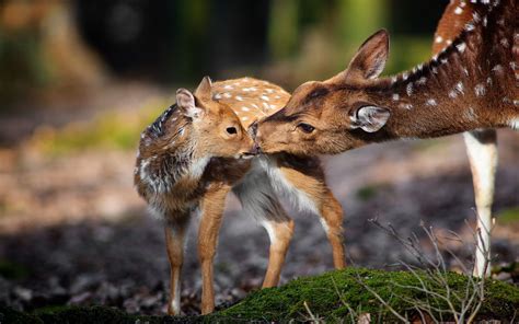 Deer Nature Background Fawn Baby Mother Wallpapers Hd