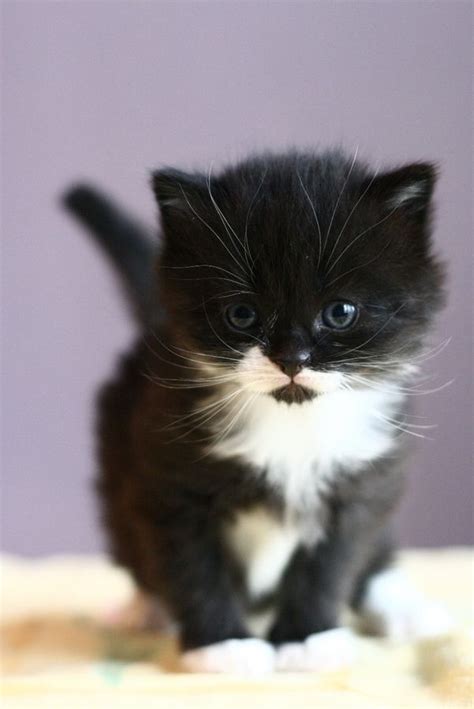 The Coolest Whiskers Ive Ever Seen On A Cat Super Cute Kittens