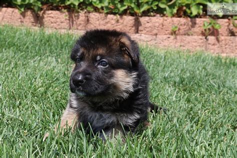 German Shepherd Puppy For Sale Near Colorado Springs Colorado