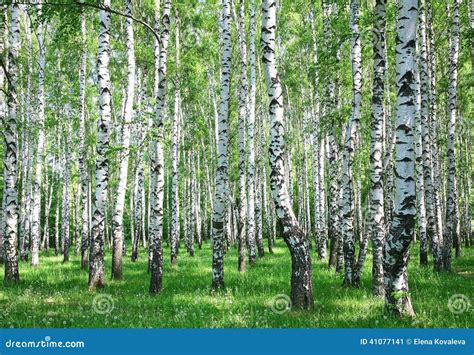 Spring Birch Forest With Fresh Greens Stock Image Image Of Morning